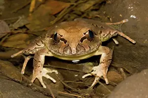 Myobatrachidae: Fleay's barred frog