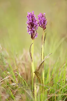 Orchid: Flecked Marsh Orchid