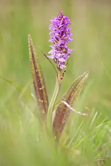 Orchid: Flecked Marsh Orchid
