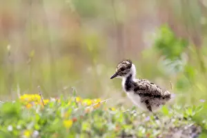 Fledgeling: fledgeling of a Lapwing (Vanellus vanellus)
