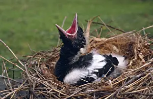 Orphan: Fledgling Whitebacked Magpie