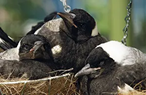 Whitebacked: Fledgling Whitebacked Magpies