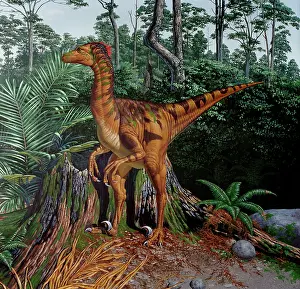 Reconstructions: Fleet-footed dinosaur
