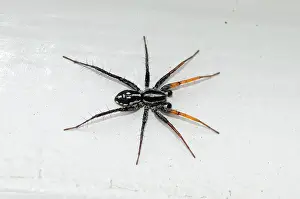 Swift: Fleet Footed Spider (Nyssus coloripes), Corinnidae