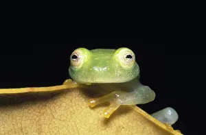 Glassfrog: Fleischmann's Glass Frog