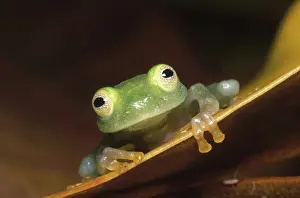 Glassfrog: Fleischmann's Glass Frog