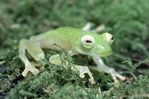 Glassfrog: Fleischmann's Glass Frog