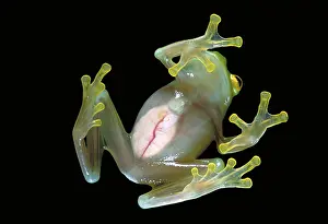 Wildlfe: Fleischmann's glass frog