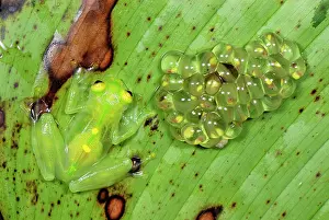 Fleischmanni: Fleischmann's Glass Frog - female with her fully