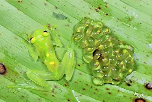 Fleischmanni: Fleischmann's Glass Frog - female with her fully
