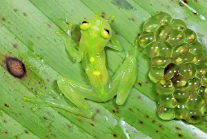 Fleischmanni: Fleischmann's Glass Frog - female with her fully