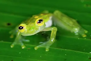 Fleischmanni: Fleischmann's Glass Frog - male