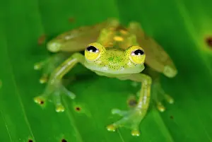 Fleischmanni: Fleischmann's Glass Frog - male