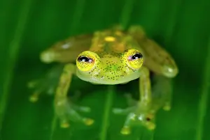 Fleischmanni: Fleischmann's Glass Frog - male