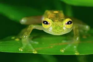 Fleischmanni: Fleischmann's Glass Frog - male