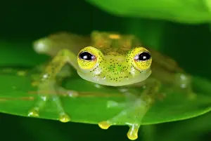 Fleischmanni: Fleischmann's Glass Frog - male