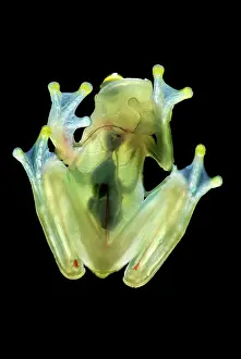 Beneath: Fleischmann's Glass Frog - view from beneath
