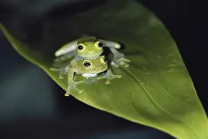 Glassfrog: Fleischmann's Glass Frogs