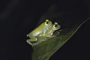 Glassfrog: Fleischmann's Glass Frogs