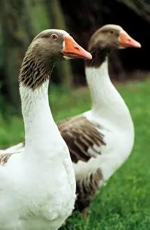 Flemish: Flemish Geese - two
