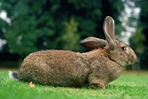 Flemish: Flemish Giant Rabbit