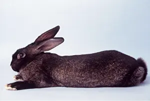 Flemish: FLEMISH GIANT RABBIT