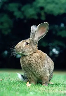 Giants: Flemish Giant RABBIT - sitting in garden