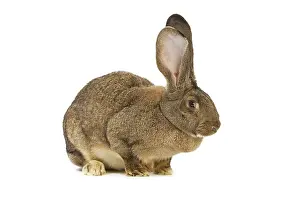 Giants: Flemish Giant Rabbit - in studio