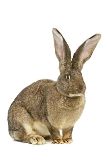 Giants: Flemish Giant Rabbit - in studio