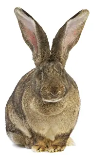 Giants: Flemish Giant Rabbit - in studio