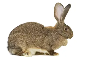 Giants: Flemish Giant Rabbit - in studio