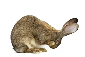 Giants: Flemish Giant Rabbit - in studio