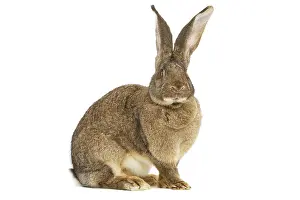 Giants: Flemish Giant Rabbit - in studio
