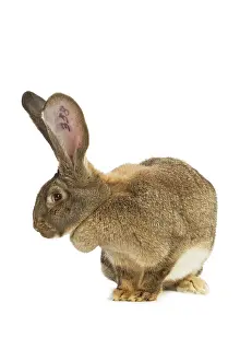 Giants: Flemish Giant Rabbit - in studio showing identifying
