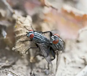 Flesh: Flesh flies - mating