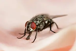 Housefly: Flesh Fly