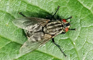 Carnaria: Flesh FLY