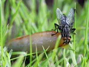 Slugs: Flesh Fly