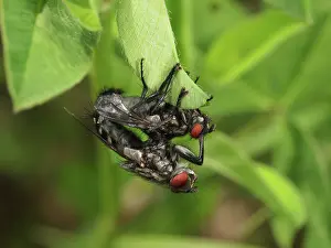 Propagation: Flesh Fly