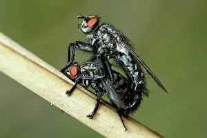 Flesh: Flesh Fly