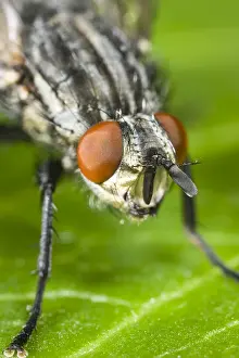 Flesh: Flesh Fly Eyes - Norfolk UK