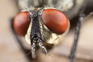 250720: Flesh Fly eyes - Norfolk UK