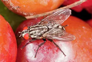 Sarcophaga: Flesh-fly - feeding on fruit