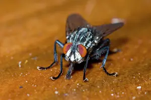 Juice: Flesh Fly, feeding on fruit juice spilt on table