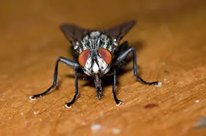 Juice: Flesh Fly, feeding on fruit juice spilt on table