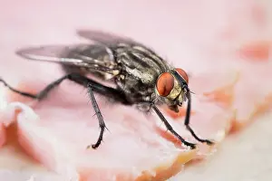250720: Flesh Fly feeding on ham - Norfolk UK