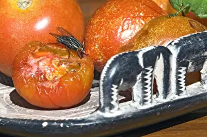 Suburban: Flesh fly feeding on over-ripe tomatoes in container