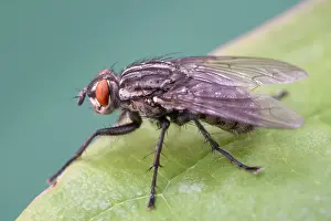Flesh: Flesh Fly on Leaf - Norfolk UK