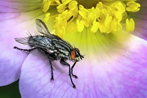 Brachycera: Flesh fly (Sarcophaga carnaria) on a flower