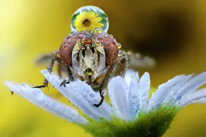 Antennata: Flesh fly (Sarcophaga carnaria) on a flower with